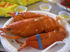 lobster June 4 2011.JPG